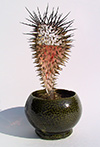 Blown Glass Cactus